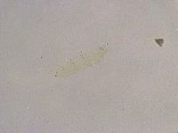 Thulinius saltursus image