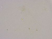 Thulinius saltursus image
