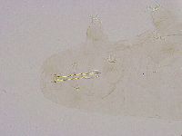 Thulinius saltursus image
