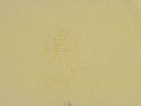 Thulinius saltursus image