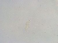 Isohypsibius reticulatus image