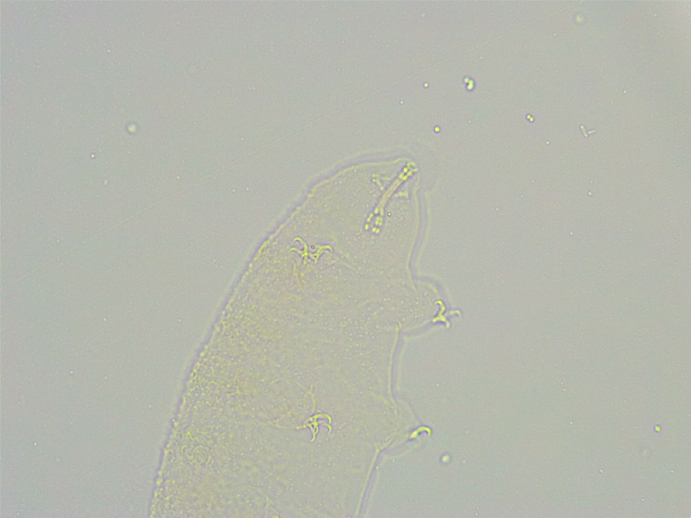 Isohypsibius reticulatus image