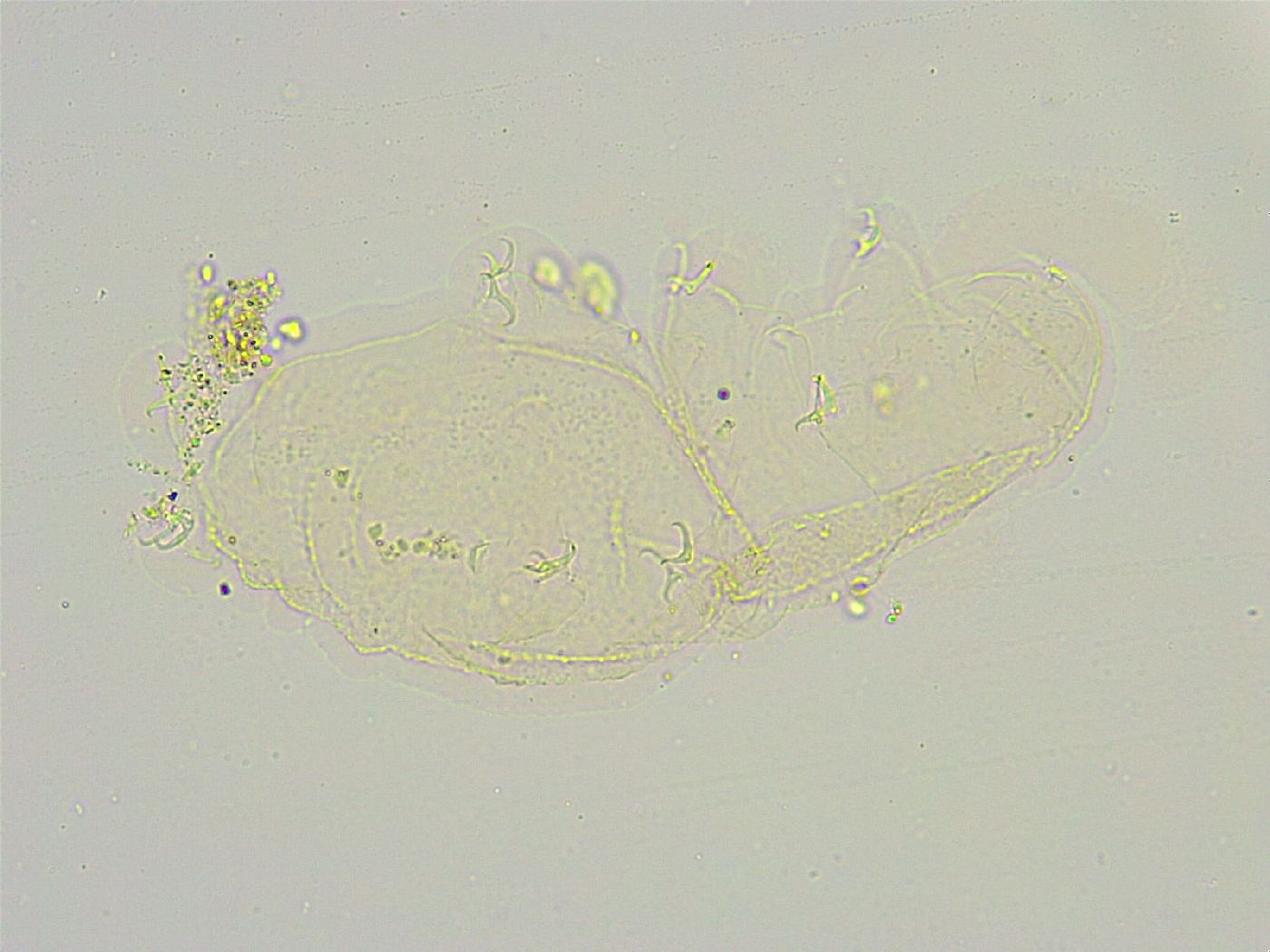 Isohypsibius reticulatus image