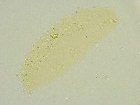Isohypsibius sattleri image