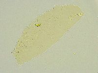Isohypsibius sattleri image
