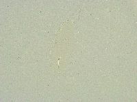 Isohypsibius sattleri image