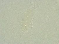 Isohypsibius sattleri image