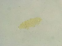 Isohypsibius sattleri image