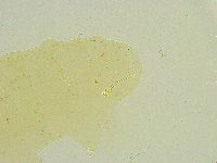 Isohypsibius sattleri image