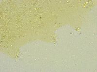 Isohypsibius sattleri image