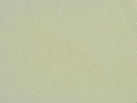Isohypsibius sattleri image