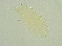 Isohypsibius sattleri image
