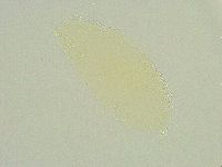 Isohypsibius sattleri image