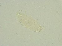 Isohypsibius sattleri image