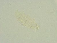 Isohypsibius sattleri image