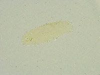 Isohypsibius sattleri image
