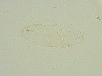 Isohypsibius sattleri image