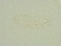 Isohypsibius sattleri image