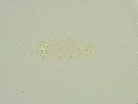 Isohypsibius sattleri image