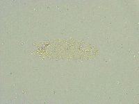 Isohypsibius sattleri image