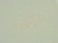 Isohypsibius sattleri image