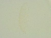 Isohypsibius sattleri image