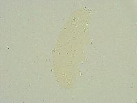 Isohypsibius sattleri image