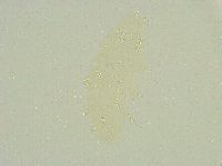 Isohypsibius sattleri image