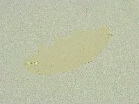 Isohypsibius sattleri image
