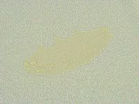 Isohypsibius sattleri image