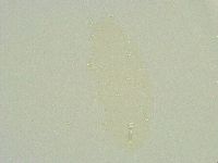 Isohypsibius sattleri image