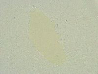 Isohypsibius sattleri image