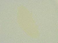 Isohypsibius sattleri image