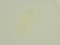 Isohypsibius sattleri image