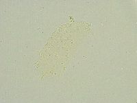 Isohypsibius sattleri image