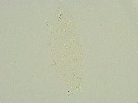 Isohypsibius sattleri image