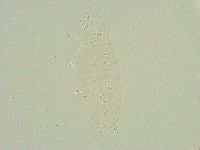 Isohypsibius sattleri image