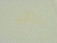 Isohypsibius sattleri image