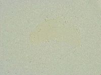 Isohypsibius sattleri image