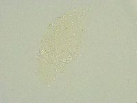 Isohypsibius sattleri image