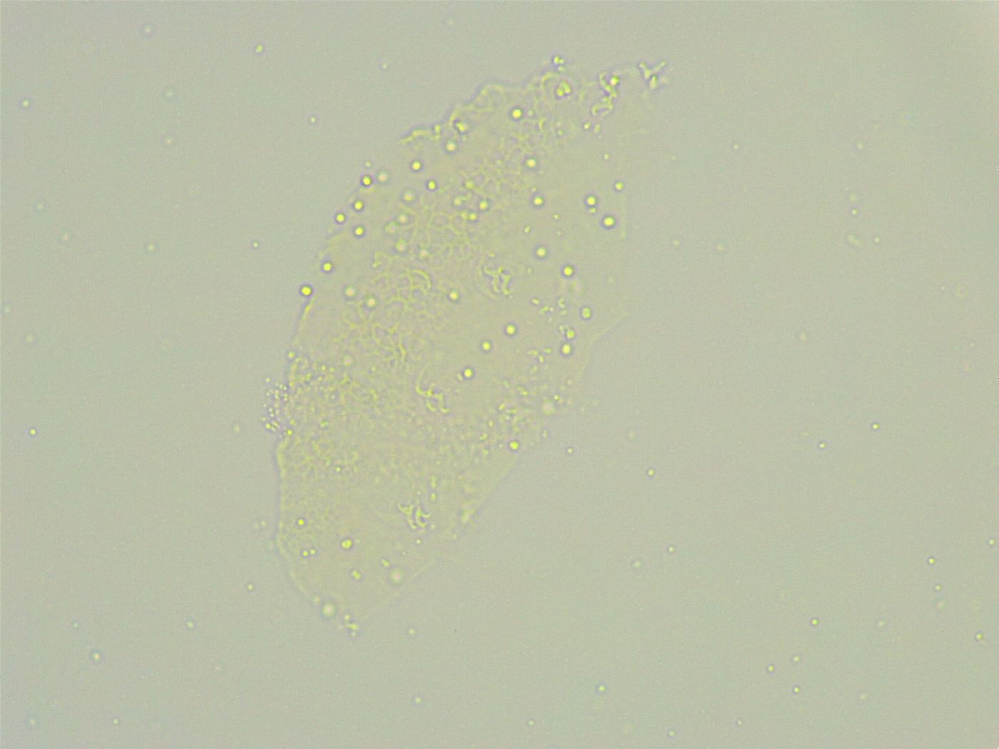 Isohypsibius sattleri image