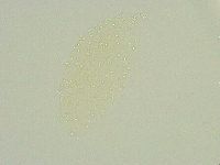 Isohypsibius sattleri image