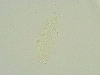 Isohypsibius sattleri image