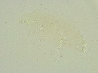 Isohypsibius sattleri image