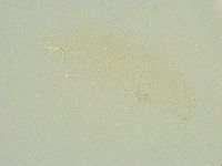 Isohypsibius sattleri image