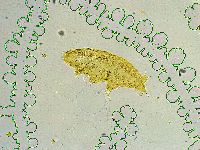Isohypsibius sismicus image