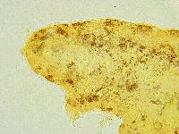 Isohypsibius sismicus image