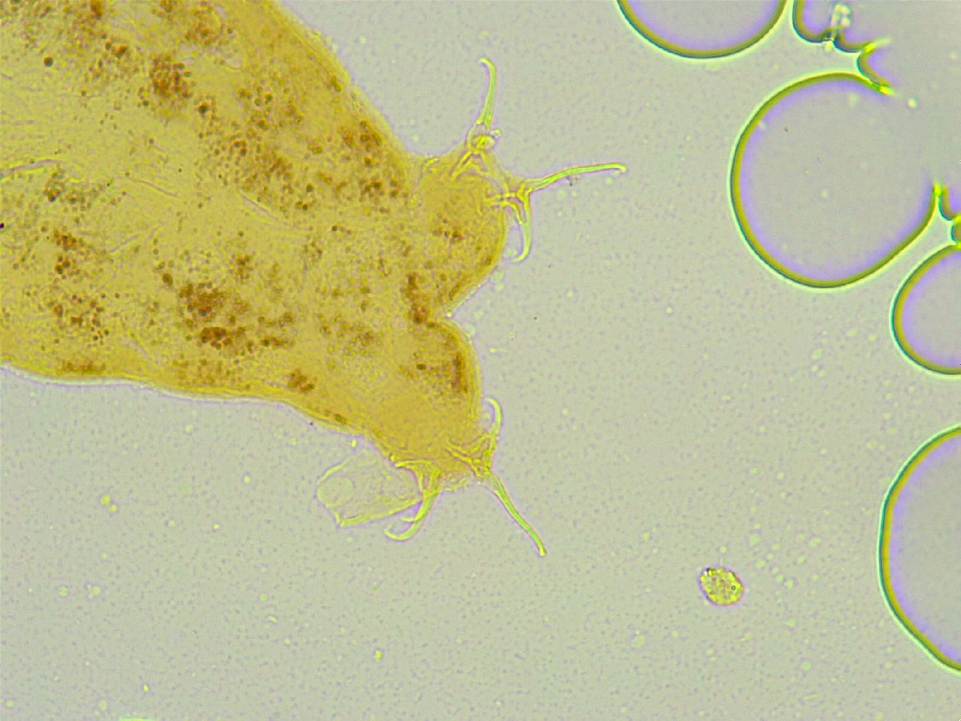 Isohypsibius sismicus image
