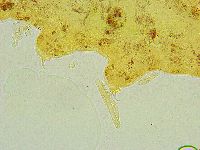 Isohypsibius sismicus image