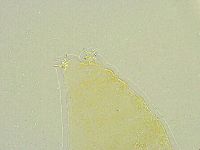 Isohypsibius tuberculatus image